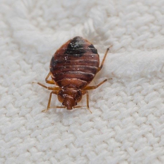Bed Bugs, Pest Control in Cheshunt, Waltham Cross, EN8. Call Now! 020 8166 9746