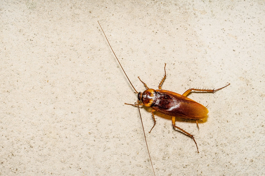 Cockroach Control, Pest Control in Cheshunt, Waltham Cross, EN8. Call Now 020 8166 9746