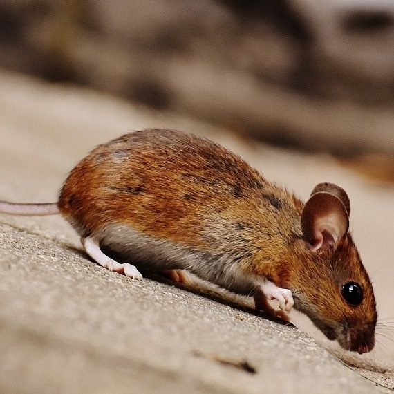 Mice, Pest Control in Cheshunt, Waltham Cross, EN8. Call Now! 020 8166 9746