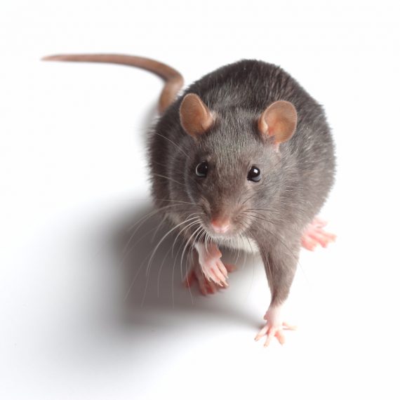 Rats, Pest Control in Cheshunt, Waltham Cross, EN8. Call Now! 020 8166 9746