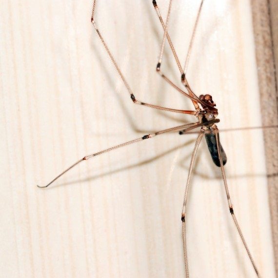 Spiders, Pest Control in Cheshunt, Waltham Cross, EN8. Call Now! 020 8166 9746