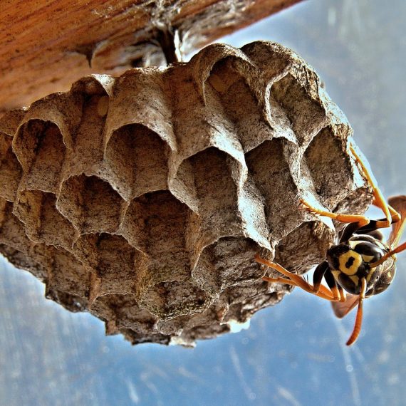Wasps Nest, Pest Control in Cheshunt, Waltham Cross, EN8. Call Now! 020 8166 9746